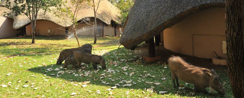 Lokuthula Lodge - Zimbabwe - loslopend wild rondom de huisjes