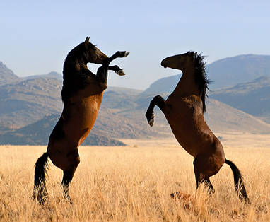 Wilde paarden bij Klein-Aus Vista in Namibië