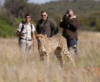 Begeleide wandelsafari's bij Okonjima's Plain Camp