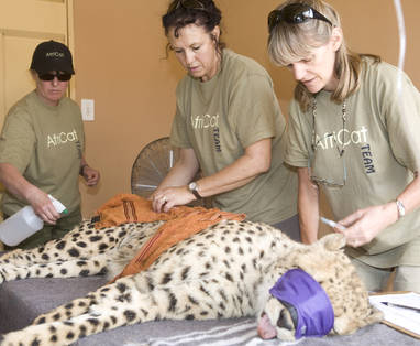 De Africat stichting