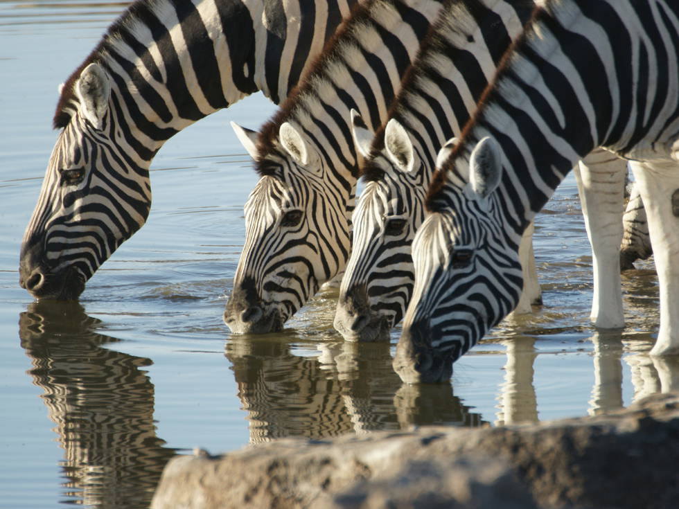Een stel zebra's die aan het drinken zijn bij een waterpoel in het Etosha Nationaal Park. 