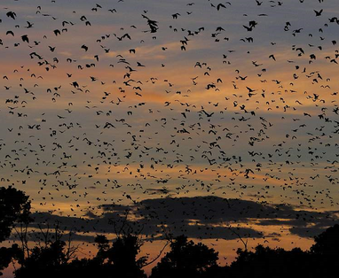 Fruitvleermuizen_in_Kasanka