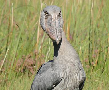 Shoebill