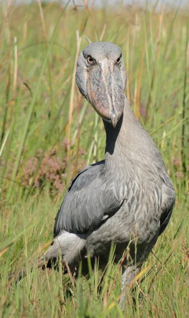 Shoebill