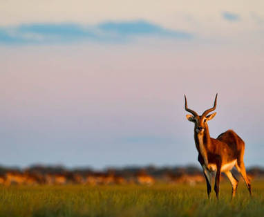 black_lechwe