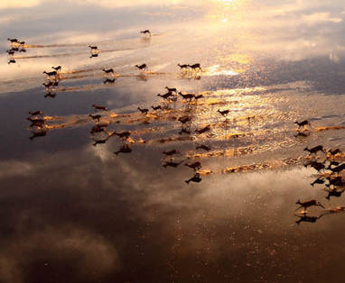 black_lechwe_kudde Bangweulu