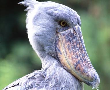 Shoebill_(1)