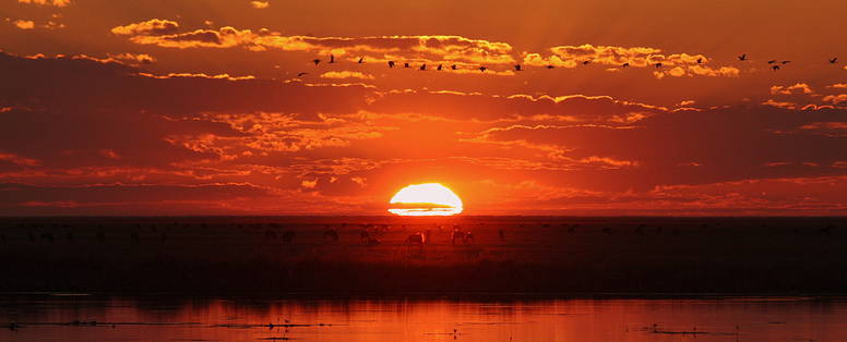 Liuwa Plain wildebeest migratie