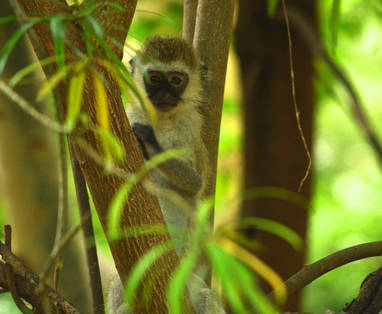 Aapje in de wouden van Lake Manyara NP