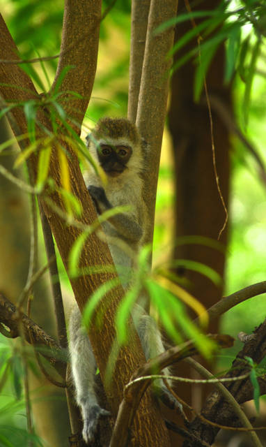 Aapje in de wouden van Lake Manyara NP