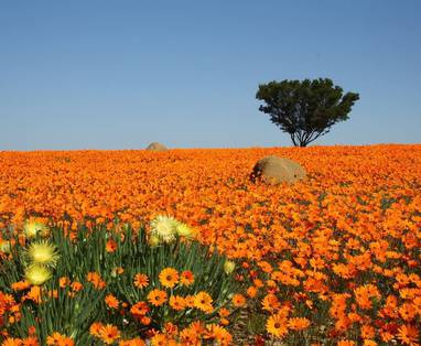 Namaqua_flower_season_2