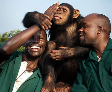 Oeganda | Ngamba Island | Chimpanzee Sanctuary