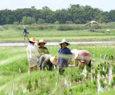 Rijstvelden bij Sukhothai Heritage Resort bij Sukhothai, Thailand