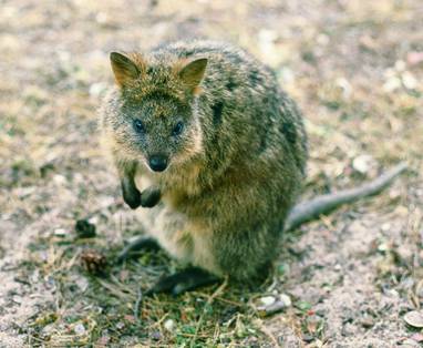 rottnest island quokka 