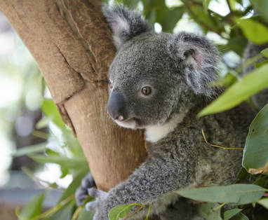 TA_-_QLD_Magnetic_Island_Koala_beer