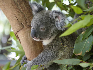 TA_-_QLD_Magnetic_Island_Koala_beer