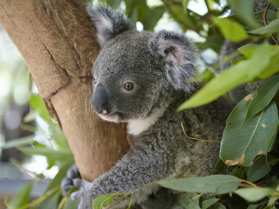 TA_-_QLD_Magnetic_Island_Koala_beer