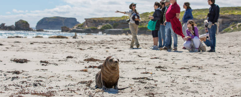TA_SA_Seal_Bay_Kangaroo_Island
