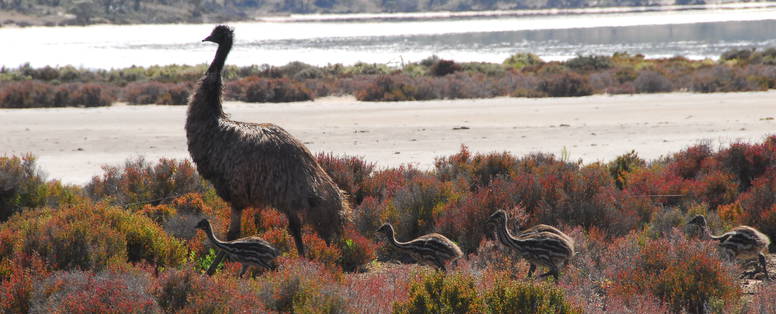 Emu_and_Chicks_Lake_Sturt