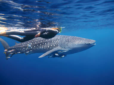 TA_WA_Ningaloo_Reef_-_walvishaai