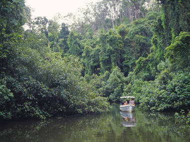 TA_QLD_Daintree_River