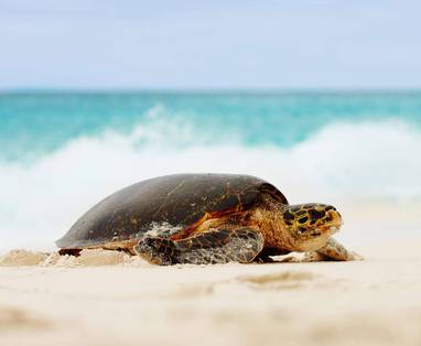 2000_reuzenschildpadden_op_Fregate_Island