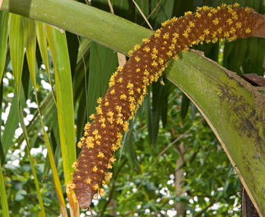 IMG6_Male_Coco_de_Mer