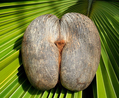 IMG7_Female_Coco_De_Mer_Nut