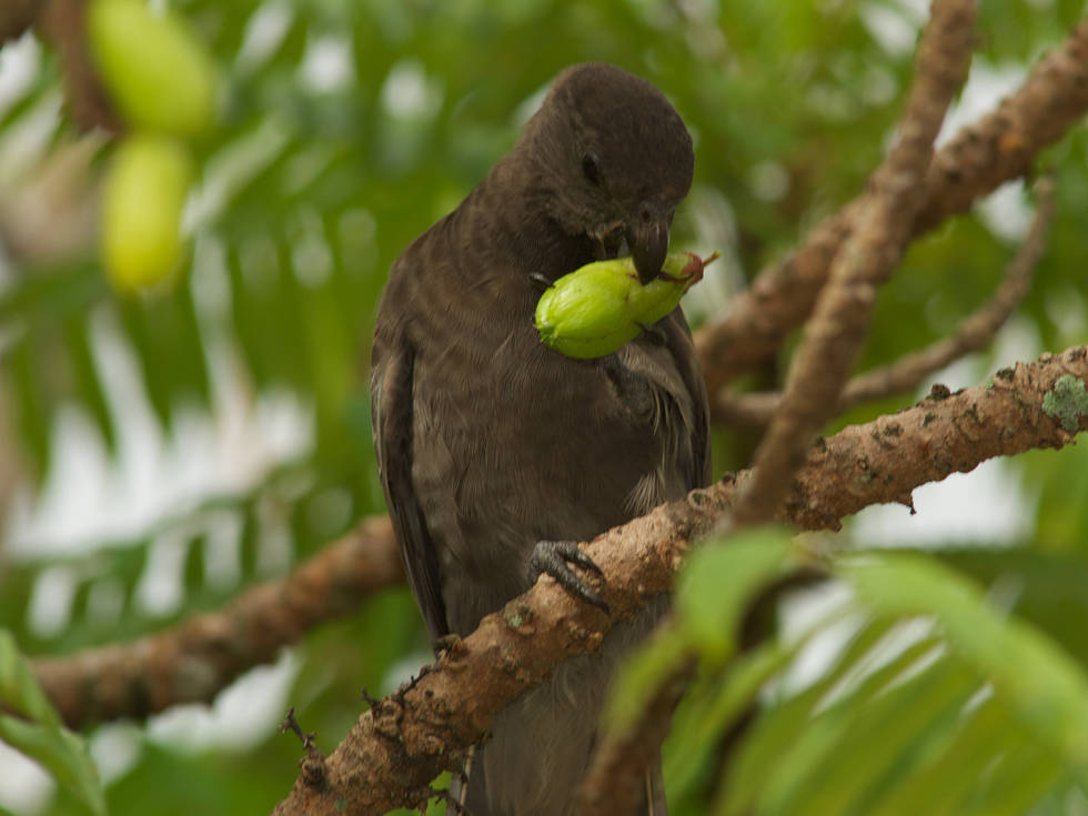 IMG26_Black_Parrot