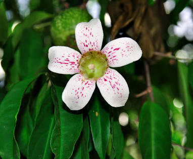 IMG19_Endemic_Wrights_Gardenia