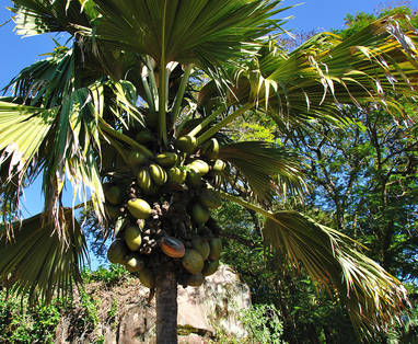 IMG9_Female_Coco_De_Mer_Tree_close-up