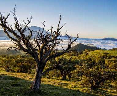 plaine_des_cafres06_arbre_mort_dans_les_paturages_-_CREDIT_IRT_-_yabalex_dts_07_2017