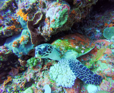 Duiken_Viwa_Island_Resort