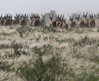 Botswana | Central Kalahari wildreservaat