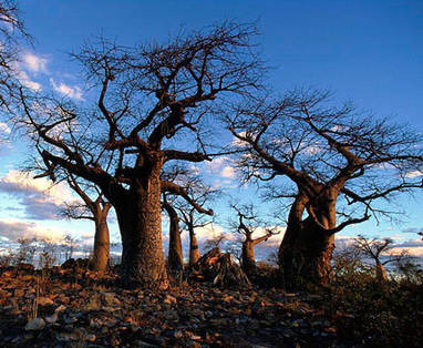 Botswana | Chobe National Park | Baobab bossen | © HPH Publishing
