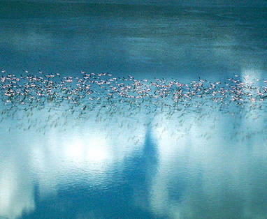 Botswana | Makgadikgadi zoutpannen | Flamingo's