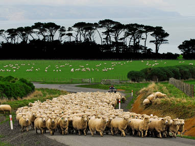 sheep_mustering_up_Wharepapa_road
