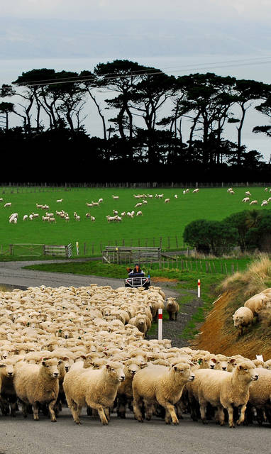 sheep_mustering_up_Wharepapa_road