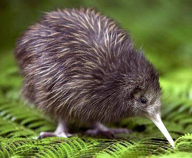 kiwi_1