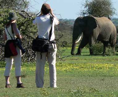 Botswana | Tuli Block | Safari | Olifant