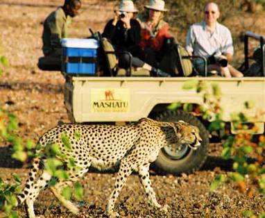 Botswana | Tuli Block | Safari | Cheeta