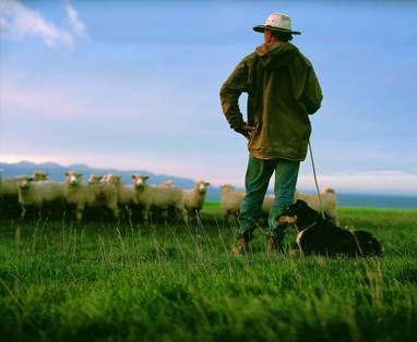 MB_Wharekauhau_-_herder