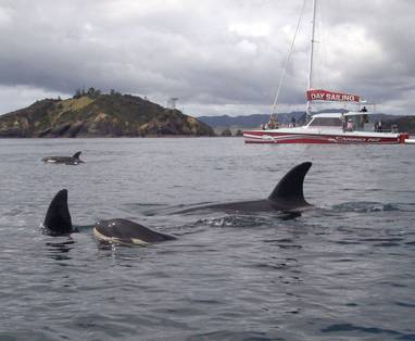 Carino_Sailing___Dolphins