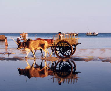 ox_cart_on_ngapali_beach_