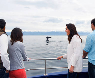 c_-_Whale_Watch_Kaikoura
