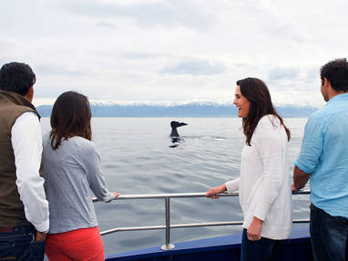 c_-_Whale_Watch_Kaikoura