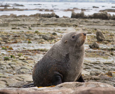 c-_Whale_Watch_Kaikoura_-_Nz-Fur-Seal-at-Point-Kean