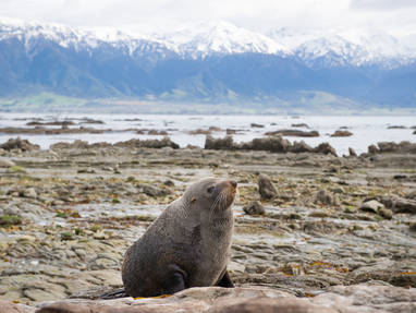 c-_Whale_Watch_Kaikoura_-_Nz-Fur-Seal-at-Point-Kean