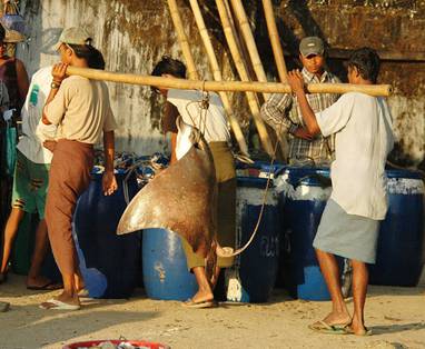 Een lokale bewoner die een vis vast houdt voor verkoop op de markt in Ngapli in Myanmar.
