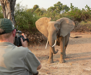 safari bij Island Bush Camp